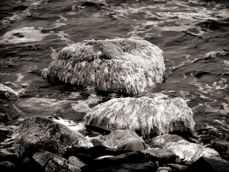Seaweed and Surf 2 Narragansett, RI � Dave Hickey